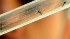 Un spécimen de moustique tigre a été détecté vendredi dernier en Seine-et-Marne (illustration).