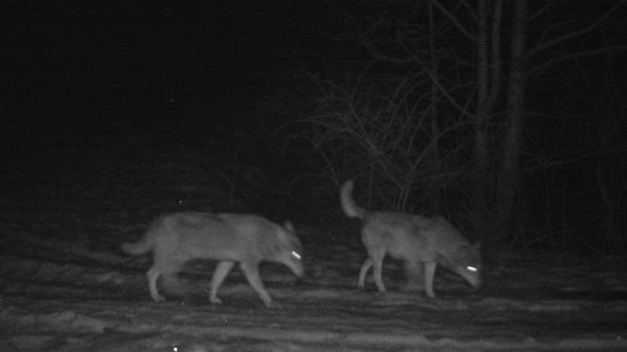 Des loups dans les Hautes-Alpes, photographiés par piège photo. Des loups dans les Hautes-Alpes, photographiés par piège photo.