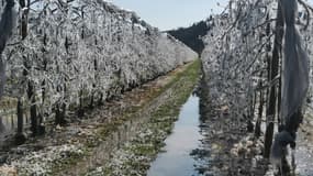 Les vergers de pommiers gelés à Valensole (Alpes-de-Haute-Provence)