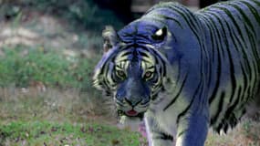 L'affaire du "tigre bleu" a causé le désarroi des lycéens (Photo d'illustration)