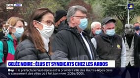 Alpes du Sud: les élus et syndicats se sont rendus sur des exploitations touchées par le gel