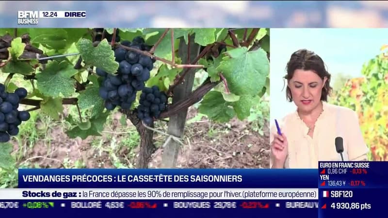 Pierre-Antoine Giovannoni (Confédération nationale des Vignerons Indépendants): Des vendanges plus précoces - 25/08