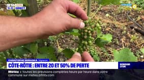 Côte-Rôtie : entre 20 et 50% de perte