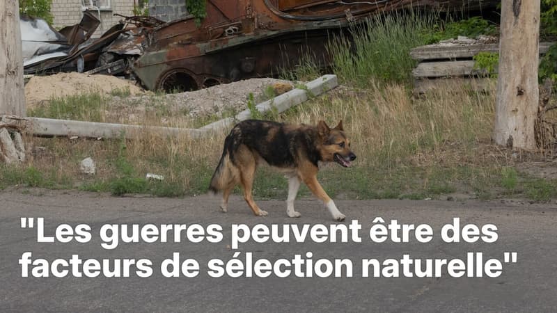 Proche du loup avec des oreilles pointues et un museau long...Comment la guerre en Ukraine transforme les chiens domestiques abandonnés