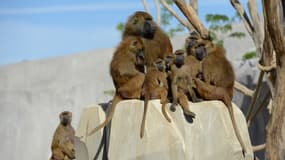 Les babouins de Guinée du zoo de Vincennes se sont échappés de leur enclos