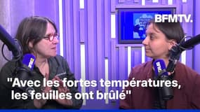 Pourquoi les arbres ont-ils un aspect automnal de plus en plus tôt?