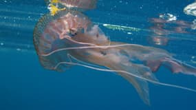 Une méduse Pelagia noctiluca, dont les tentacules urticantes peuvent provoquer une sensation de brûlure.