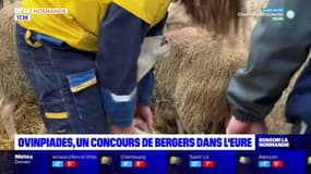 Des jeunes normands participent aux Ovinpiades dans l'Eure