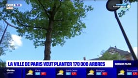 Paris: la mairie veut planter 170.000 arbres d'ici 2026