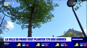 Paris: la mairie veut planter 170.000 arbres d'ici 2026