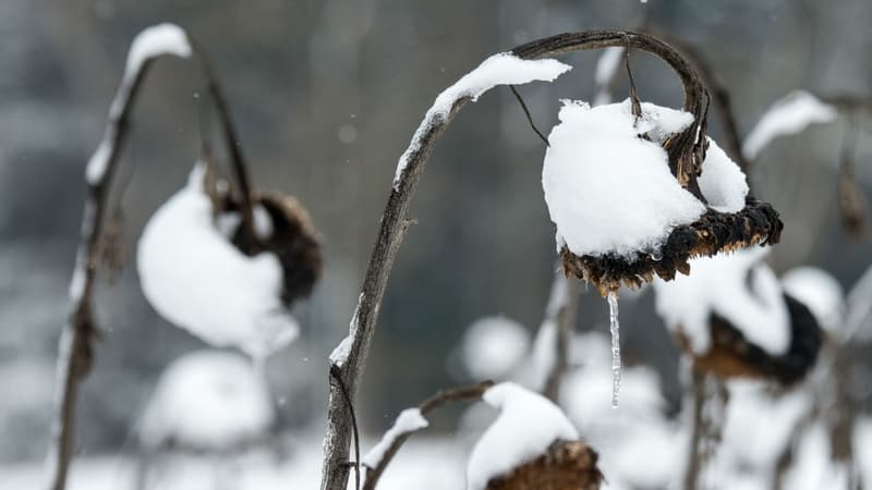 Six départements ont été placés en vigilance orange neige et verglas par Météo-France. 