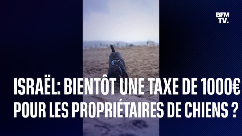 Israël: bientôt une taxe de près de 1000 euros pour les propriétaires de chiens?