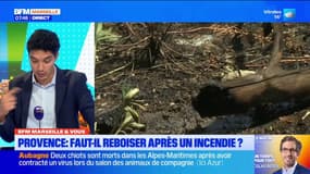 BFM Marseille et vous: faut-il reboiser après un incendie?