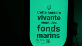 La ville de Rambouillet a signé un partenariat de deux ans avec la start-up francilienne Glowee, fondatrice des bactéries bioluminescentes.