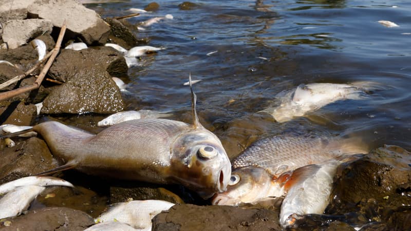 Des milliers de poissons ont été retrouvés morts dans l'Oder traversant l'Allemagne et la Pologne, le 12 août 2022