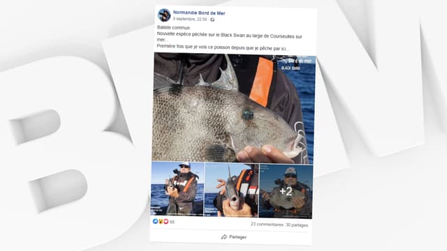 Un baliste commun a été pêché dans La Manche, début septembre.