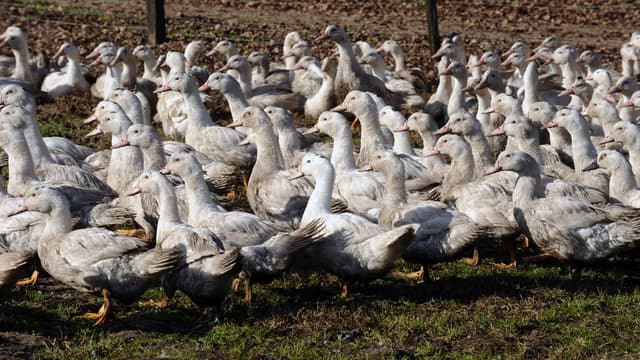 20 millions de volailles ont déjà été abattues préventivement (photo d'illustration).