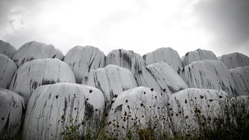 Des ballots de paille protégés par du plastique à Saint Martin-du-Vivier, près de Rouen