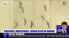 Provence: risque élevé de dengue à cause des moustiques