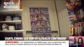 "C'est totalement illégal": Les ventes de chiens et de chats continuent dans certaines animaleries, malgré la loi interdisant la pratique