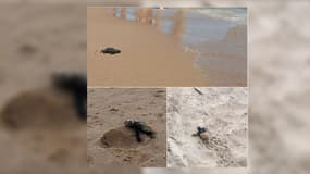 Une dizaine de bébés tortues a regagné la mer à Hyères.