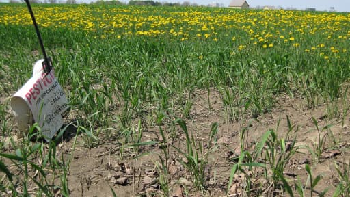 Les pesticides, majoritairement utilisés dans l'agriculture, mais que l'on retrouve partout dans l'environnement (air, poussières, denrées alimentaires...) sont impliqués dans des pathologies graves comme des cancers ou la maladie de Parkinson, souligne u