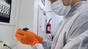 Le ver qu'utilise Nagi Bioscience pour des expérimentations pourrait remplacer les centaines de milliers de souris sacrifiées en Suisse. 
