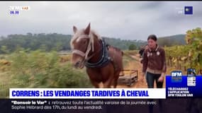 Provence verte: les vendanges tardives de Correns réalisées à cheval