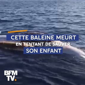 Cette baleine est morte en tentant de sauver son enfant