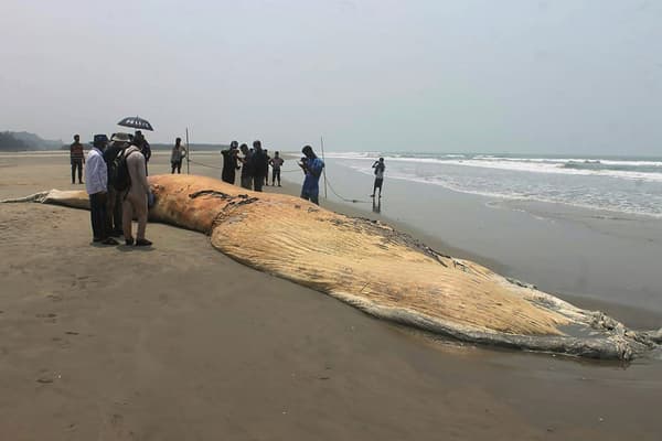 Une baleine échouée sur une plage de Cox's Bazar au Bangladesh, le 10 avril 2021 Une baleine échouée sur une plage de Cox's Bazar au Bangladesh, le 10 avril 2021