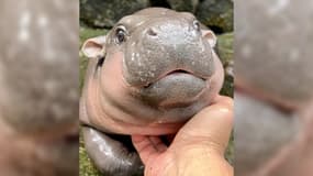 Moo Deng, un bébé hippopotame nain, du zoo de Khao Kheow, en Thaïlande, dans un publication du 12 septembre 2024