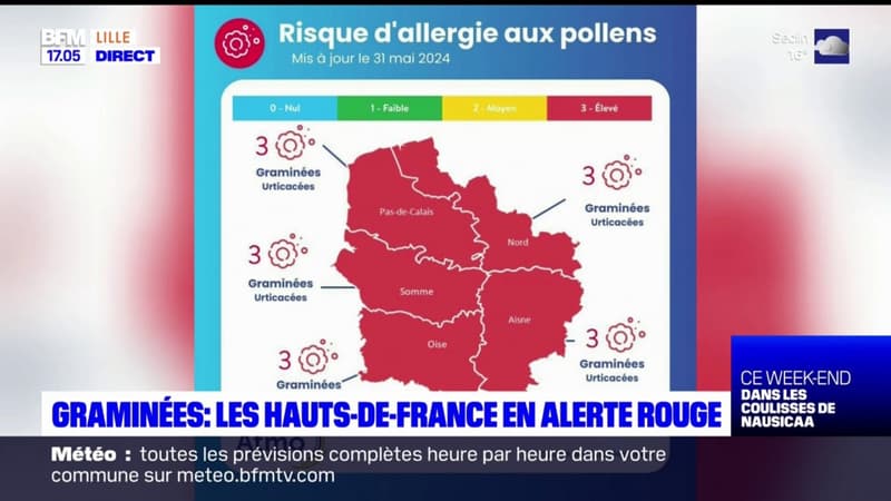 Regarder la vidéo Graminées: les Hauts-de-France en alerte rouge