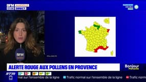 Provence: l'alerte rouge aux pollens persiste depuis plusieurs semaines