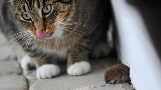 Au total, les enquêteurs ont découvert 1.037 souris, 3 chats, 3 chiens et 80 poissons, pour la plupart en mauvaise santé