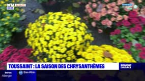 Toussaint: la saison des chrysanthèmes