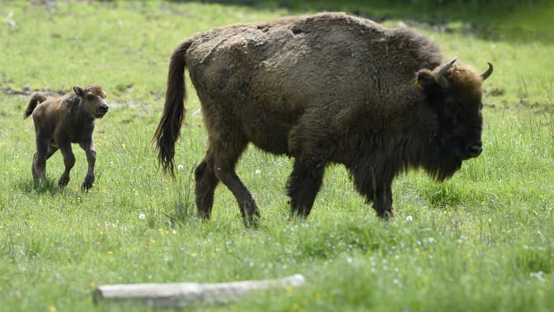 Un bison et son petit à Sainte-Croix en Rhodes, en France, le 25 mai 2016 (photo d'illustration).