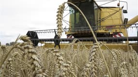 Selon la FAO, l'agence de l'Onu dédiée à la sécurité alimentaire, la production mondiale de céréales va fortement diminuer pour la saison 2012-2013, notamment en raison de la sécheresse qui a fortement touché la production de blé et de maïs aux Etats-Unis