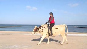Promenade à dos de vache sur les plages allemandes