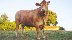Oupette, vache égérie du SIA 2025.