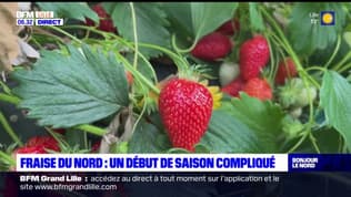 Nord: un début de saison compliqué pour les fraises