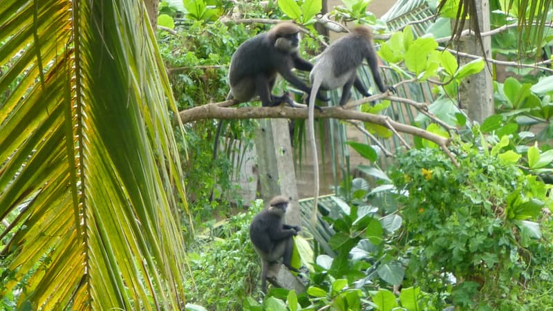 Singes noirs sur les hauteurs de Galle
