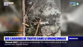 Des cadavres de truites dans le Briançonnais