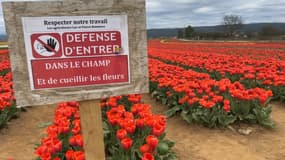 Un panneau interdisant l'accès à l'intérieur des champs de tulipe, à La Brillanne, dans les Alpes-de-Haute-Provence.