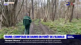Sélestat: ils comptent les daims en forêt de l'Illwald