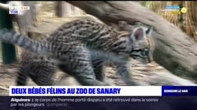 Var: deux bébés ocelots sont nés au zoo de Sanary il y a deux mois