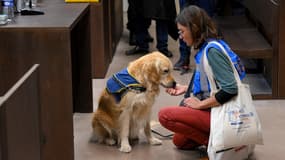 Au procès Millas, deux chiens aident simultanément les victimes et la mise en cause lors d'un procès, une première en France dans le cadre d'une audience.