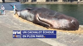 Mais pourquoi ce cachalot s'est-il échoué en plein Paris ?