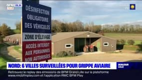 Nord: six villes surveillées après la découverte d'un foyer de grippe aviaire en Belgique