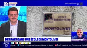 Marseille: des rats dans une école élémentaire à Montolivet