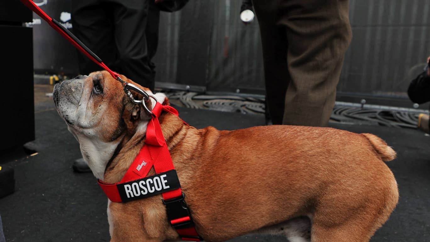 Roscoe, le chien de Lewis Hamilton, lors du Grand-Prix de Grande Bretagne, le 6 juin 2025.